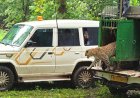 Leopard Rescued from Protective Mesh in Phulgav; 