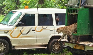 Leopard Rescued from Protective Mesh in Phulgav; 