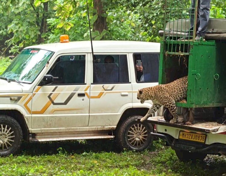 Leopard Rescued from Protective Mesh in Phulgav; 